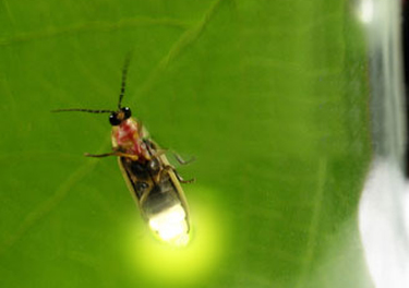 Fireflies