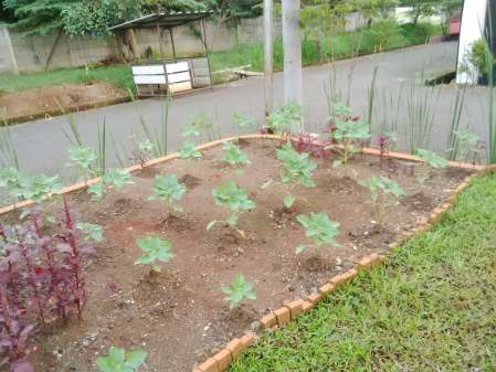 Berkebun dari iseng menjadi kegemaran